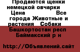 Продаются щенки немецкой овчарки!!! › Цена ­ 6000-8000 - Все города Животные и растения » Собаки   . Башкортостан респ.,Баймакский р-н